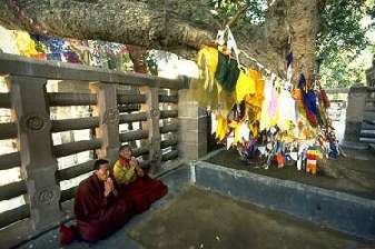 The Bodhi Tree in Bodhgaya